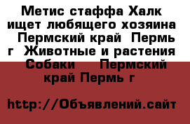Метис стаффа Халк ищет любящего хозяина - Пермский край, Пермь г. Животные и растения » Собаки   . Пермский край,Пермь г.